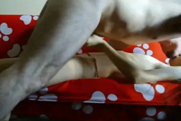 Zara Indo Bugil Toket Montok Sange Panas Paling Brutal Lumer poster